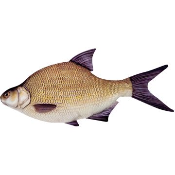 Perna Energo Platica