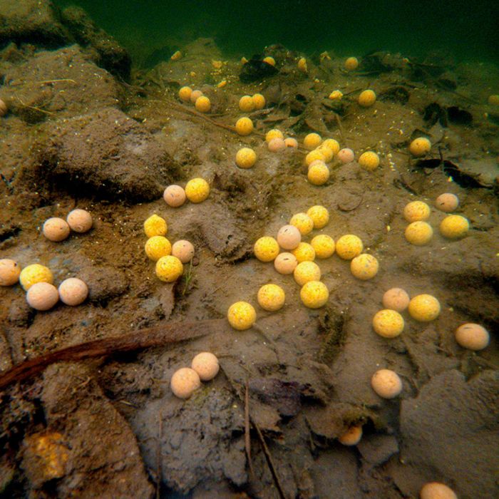 Boilies Tare de Nadit CC Moore Continental, Live System, 21mm, 5kg 6